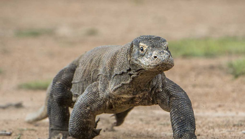 animaux commençant par la lettre d