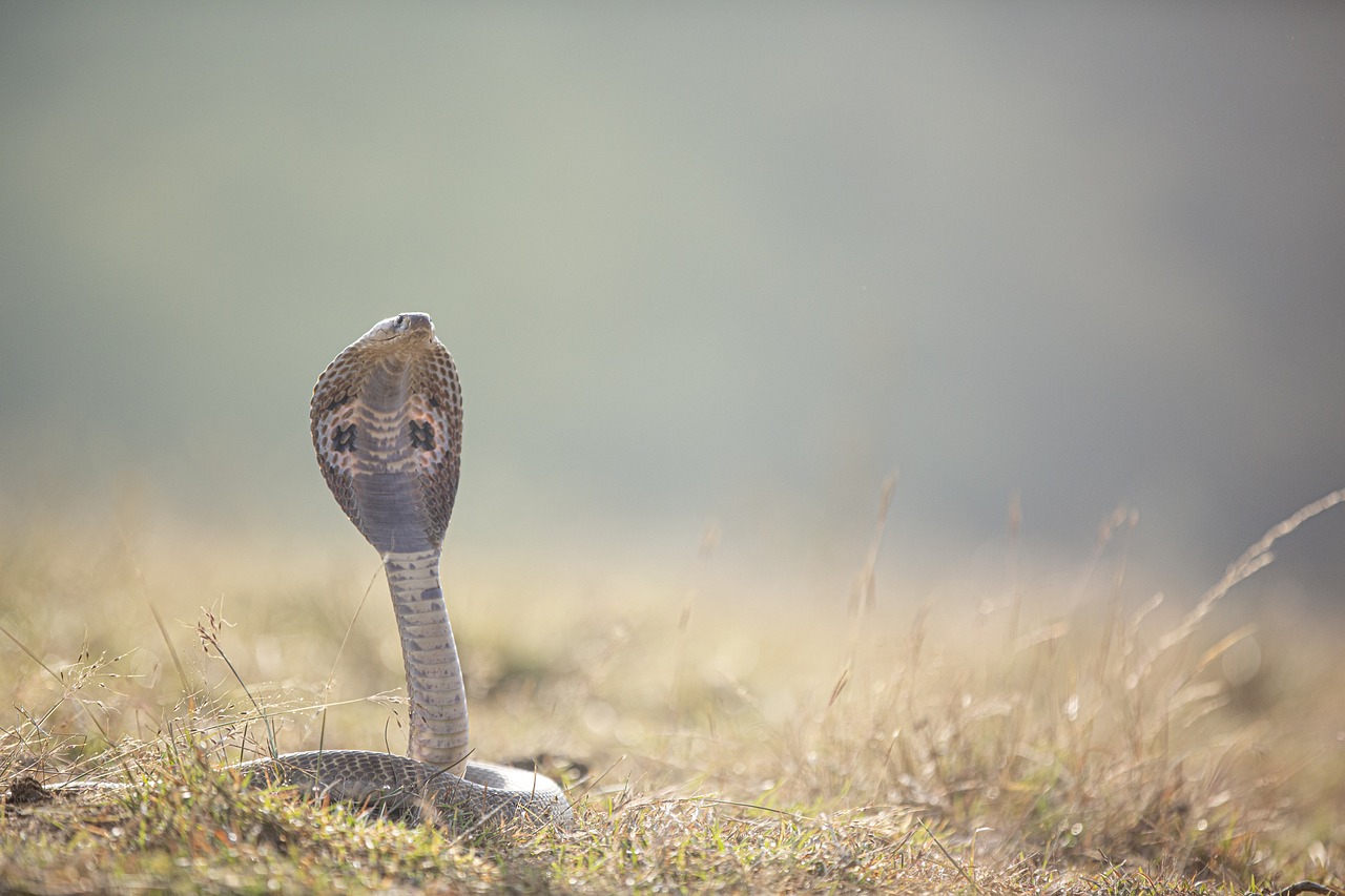 animal en c comme cobra