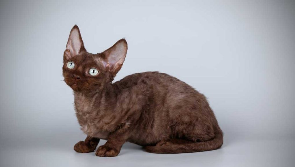 race de chat Devon Rex