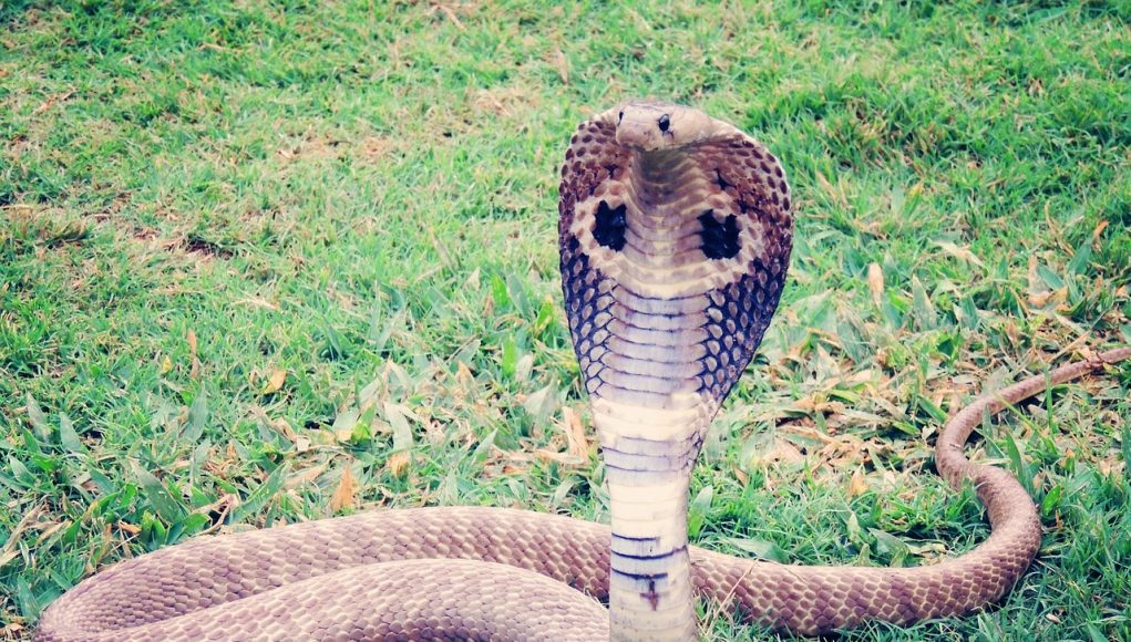 différences entre un Naja et un Cobra