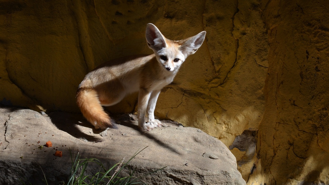 fennec animal commençant lettre f