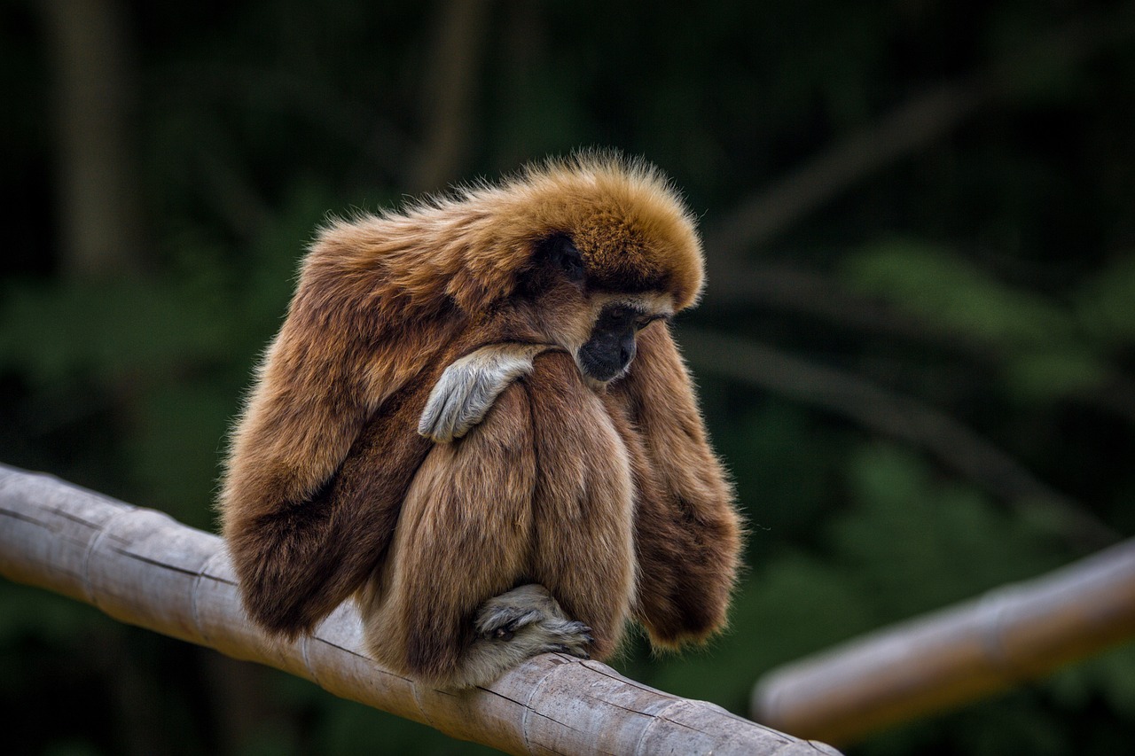 Gibbon animal commençant par la lettre g