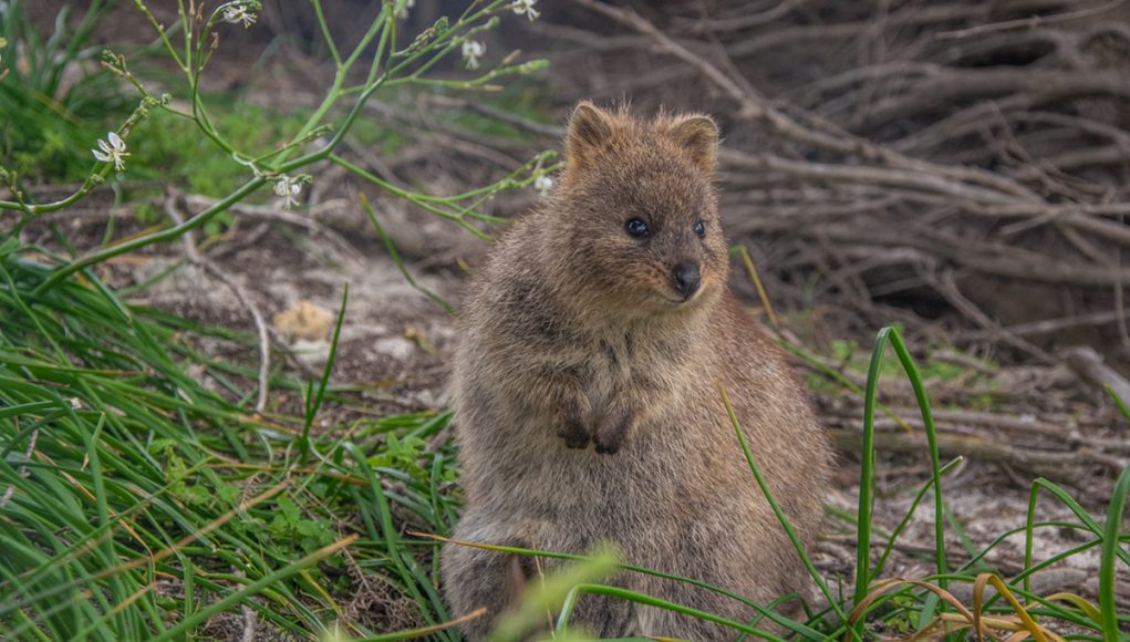 Quokka