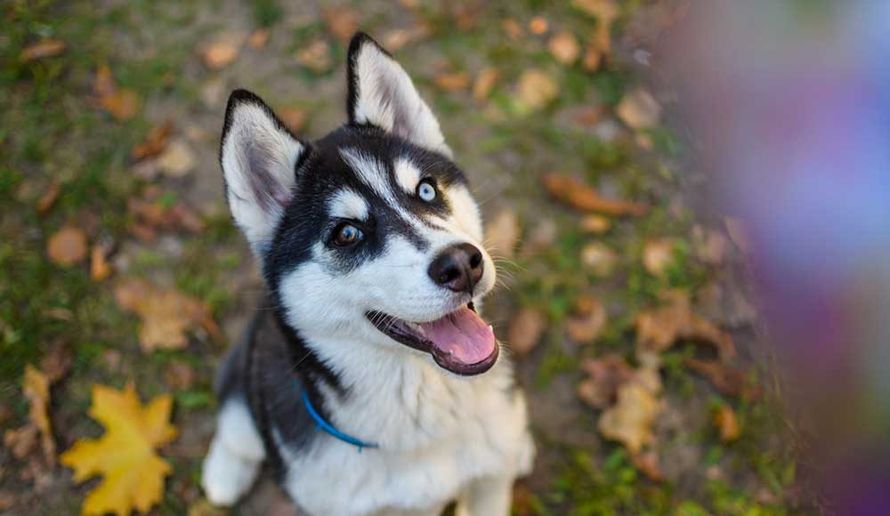 Alaskan Klee Kai