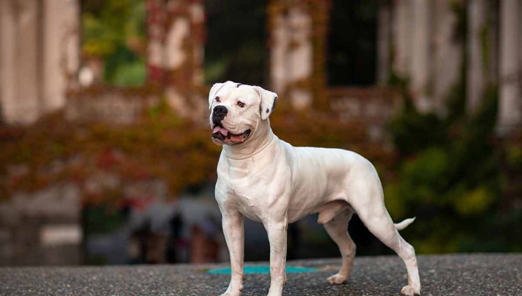 Bouledogue Américain