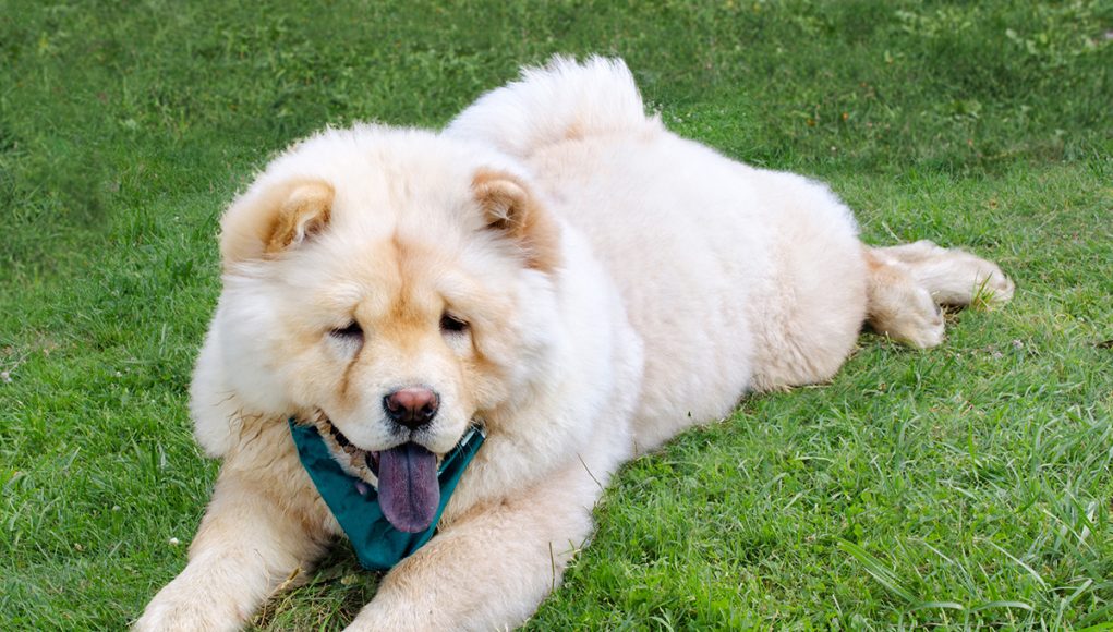 Chow-chow