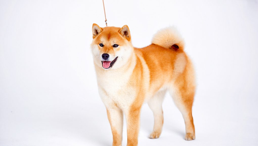 Shiba Inu