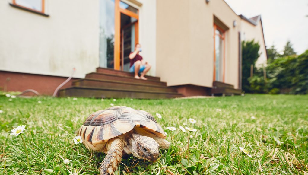 aménager votre enclos de jardin pour votre tortue terrestre