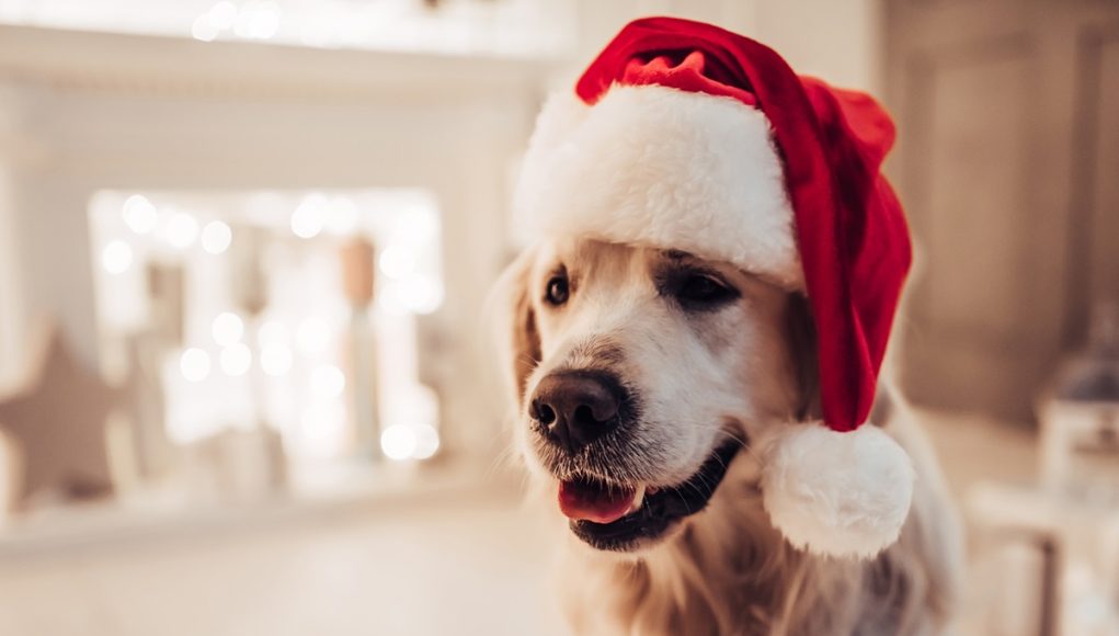 cadeaux de Noël à faire à son chien