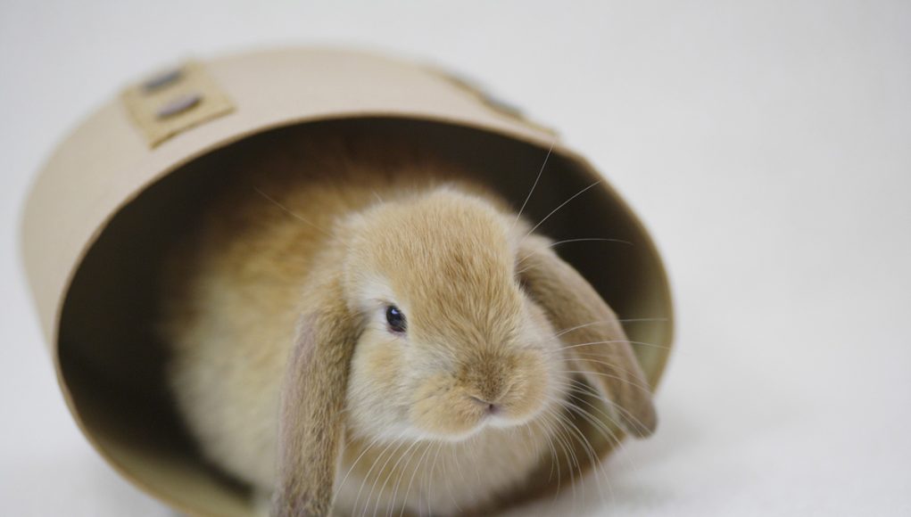 durée de vie d'un lapin domestique