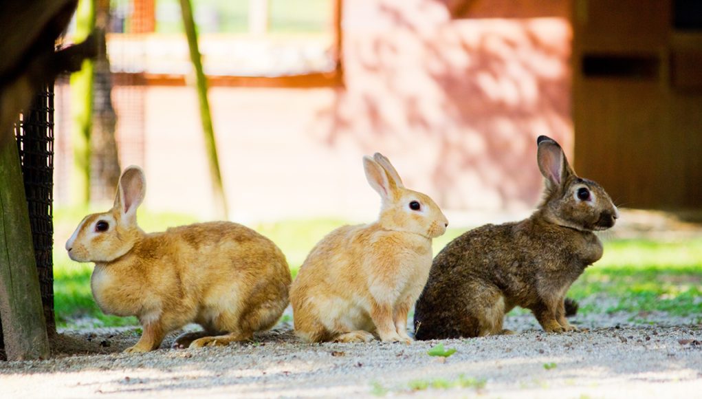 lapin domestique