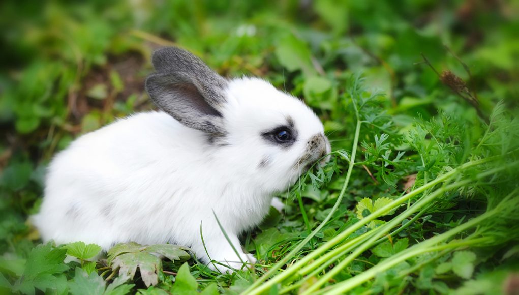 légumes peut manger mon lapin domestique