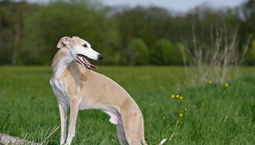 races de chien pesant entre 10 et 15 kilos