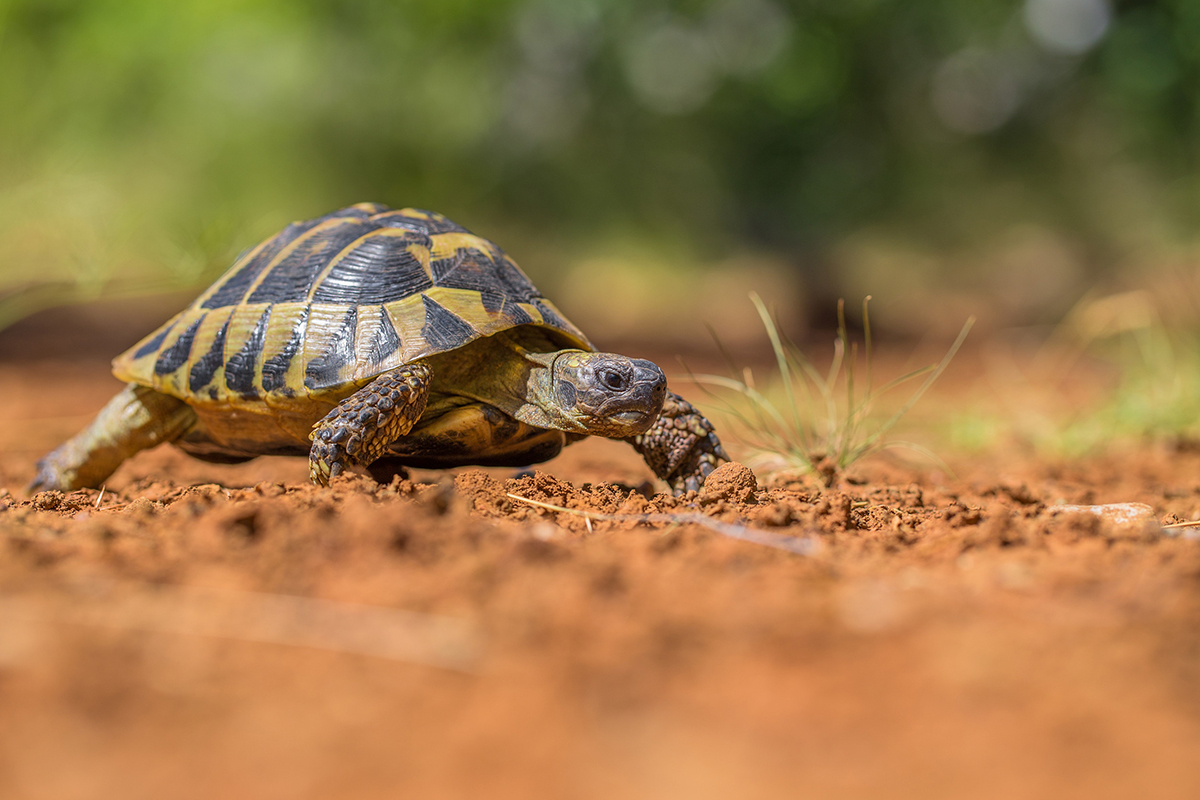 tortues terrestres