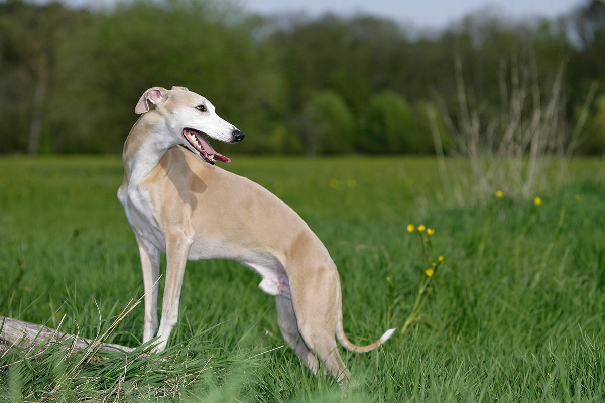 Whippet