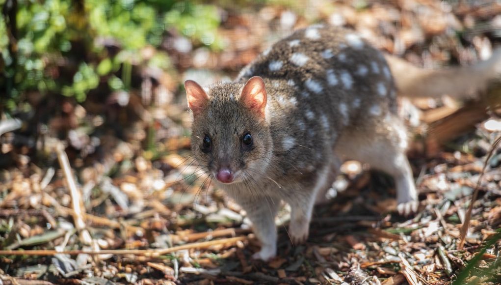 Quoll ou dasyure