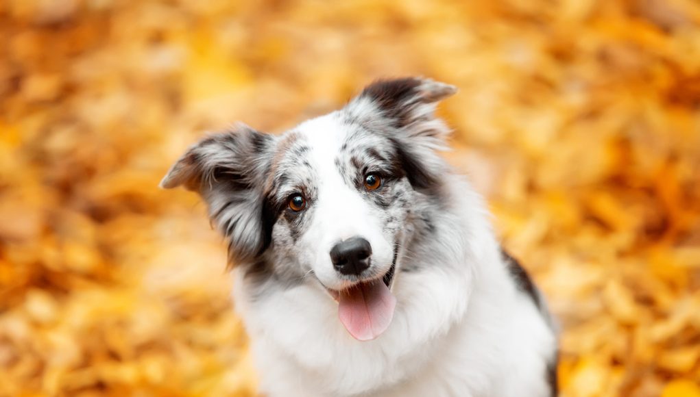 races de chien qui ont des caractères hyper sensibles