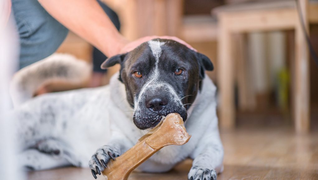 snacks pour chiens provoquent des troubles neurologiques graves