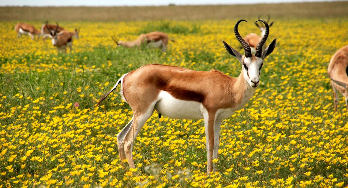 Springbok