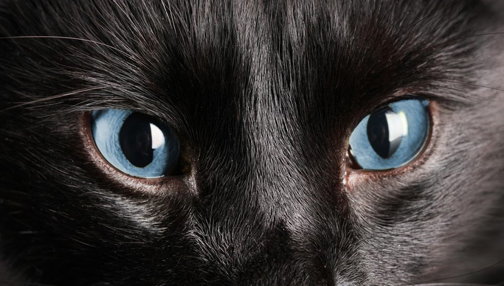 Chat noir aux yeux bleus