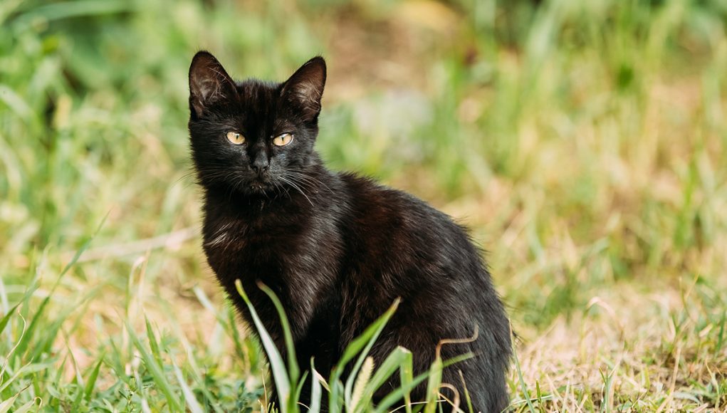 prénoms et de noms pour votre chat noir