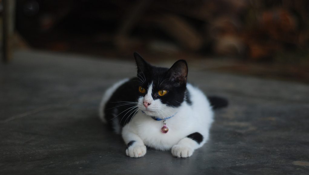 noms pour votre chat noir et blanc