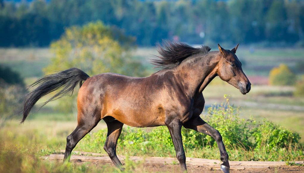 prénoms et noms pour votre cheval