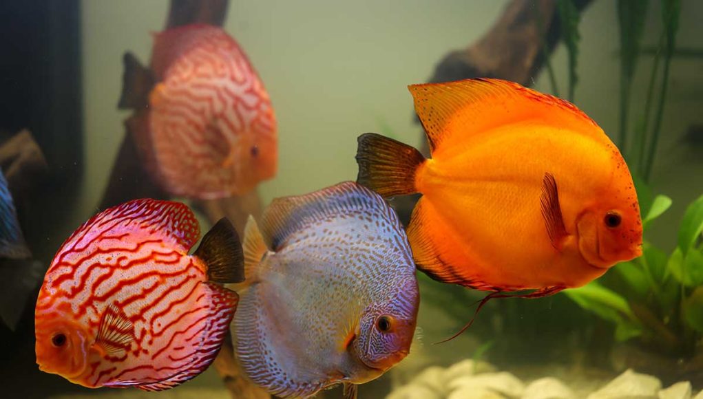 le discus