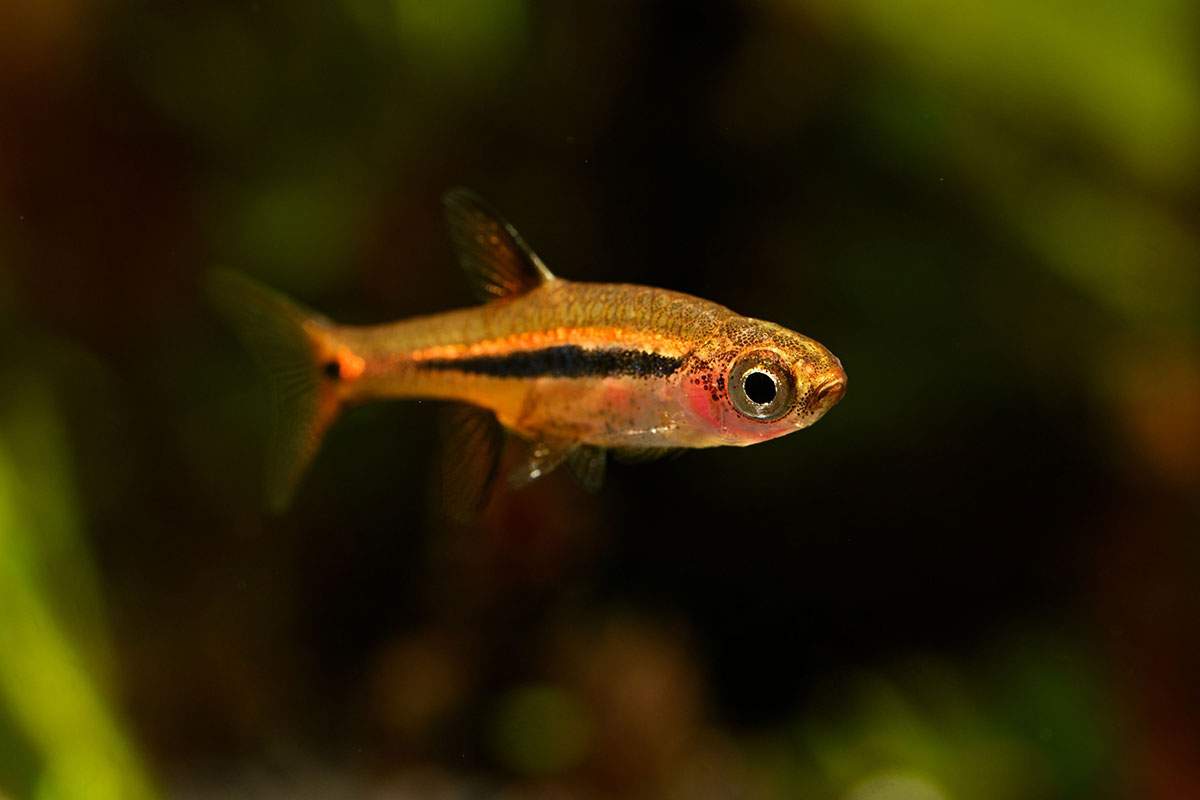 poisson Rasbora orné