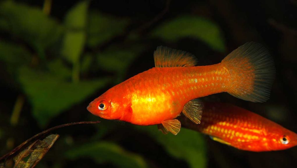 xipho ou Xiphophorus hellerii