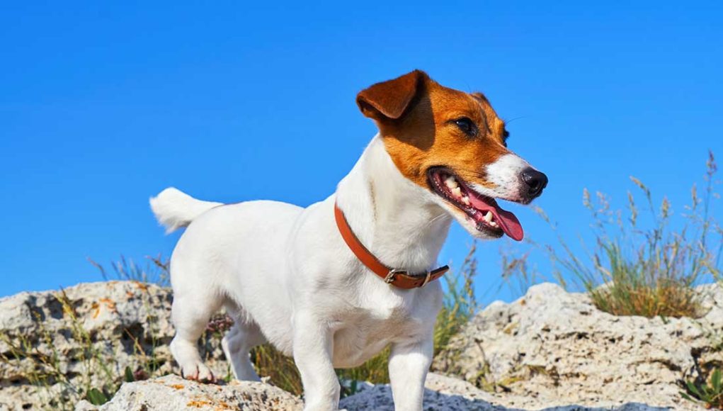 Jack Russell Terrier