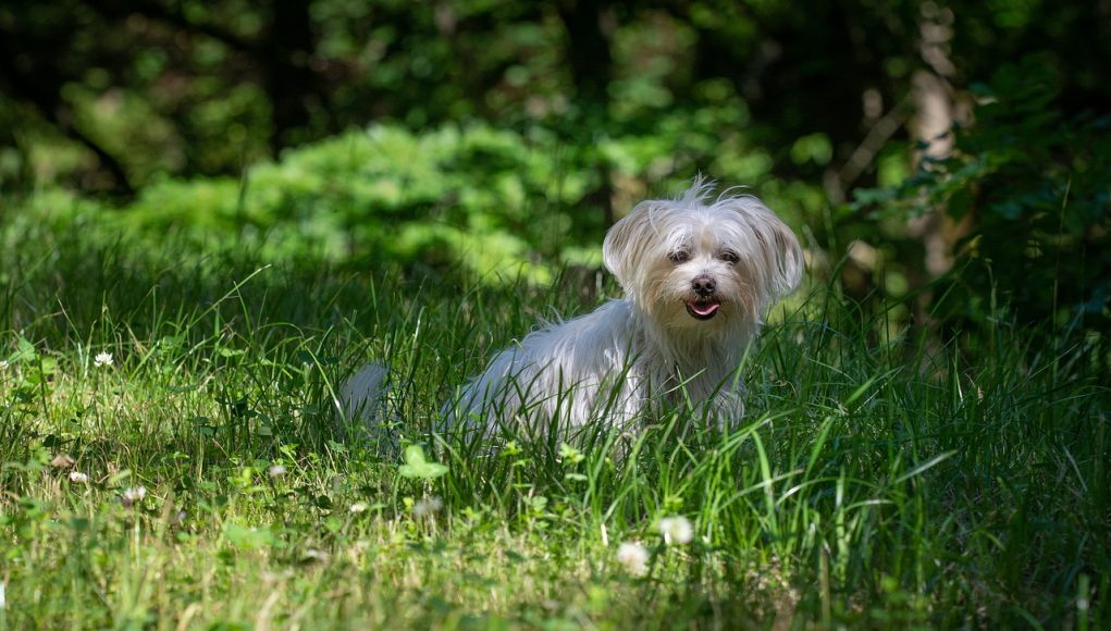 Bichon Maltais