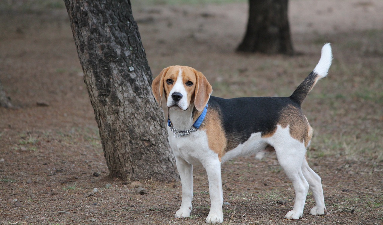 Beagle