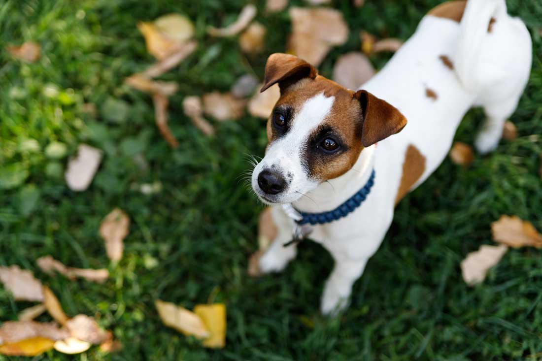 Jack Russell Terrier