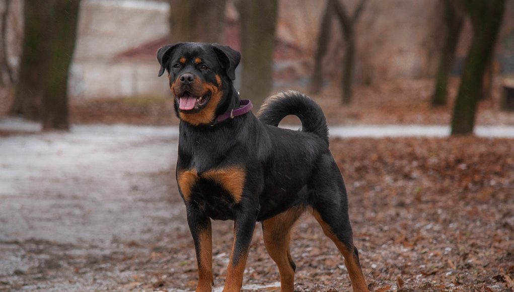 race de chien du Rottweiler