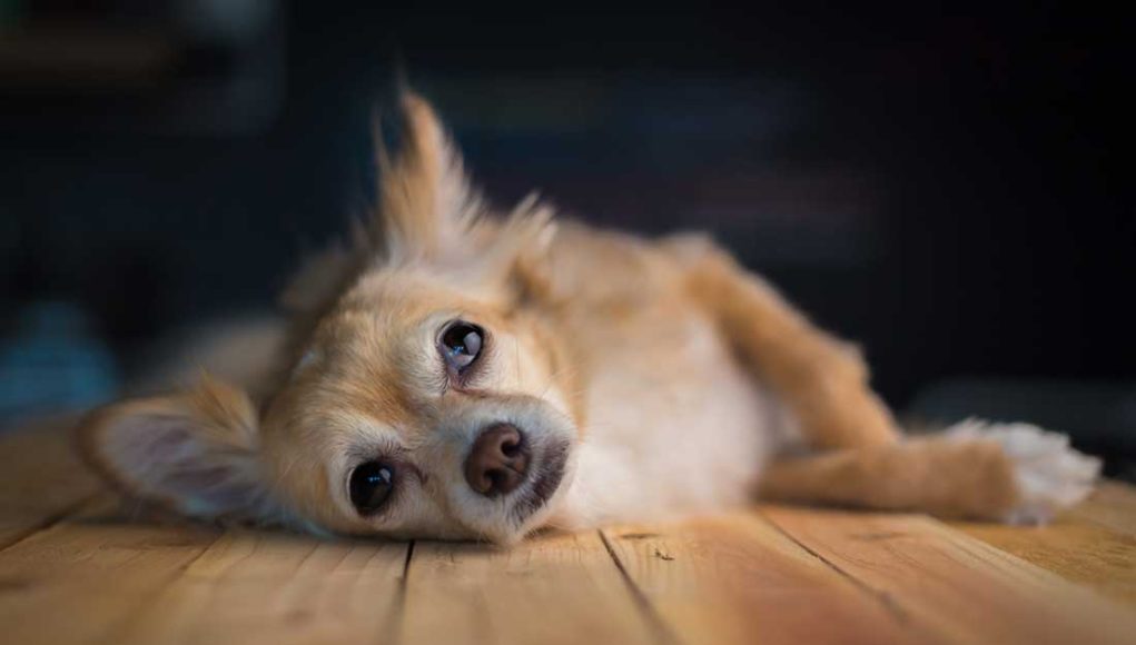 savoir si votre chien a une douleur cachée