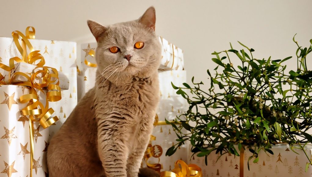 British Shorthair