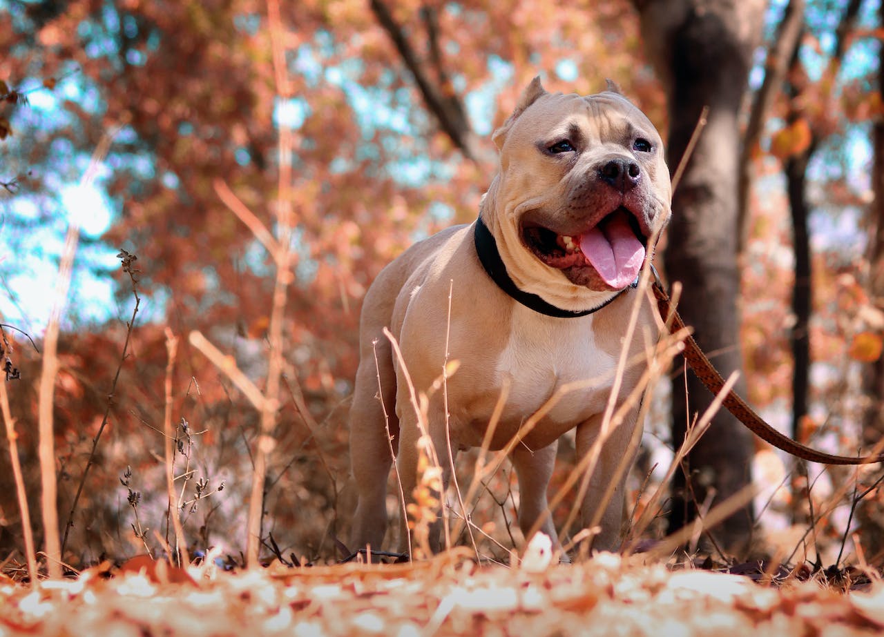 Pitbull Terrier Américain