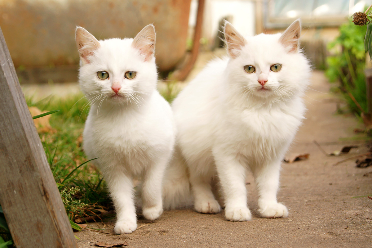 chatons de la race Angora Turc