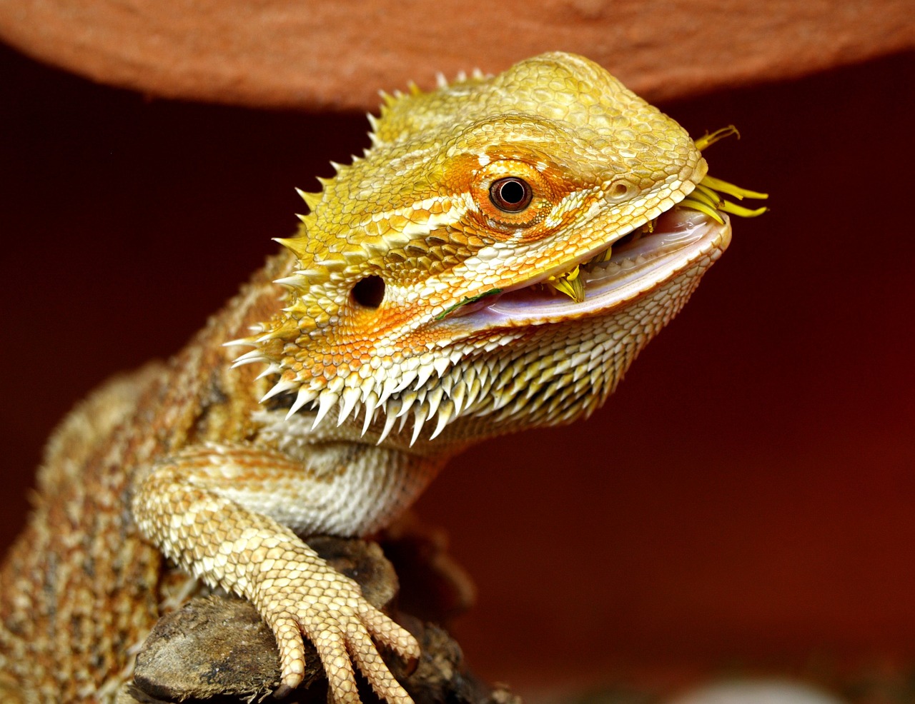 dragon barbu ou pogona