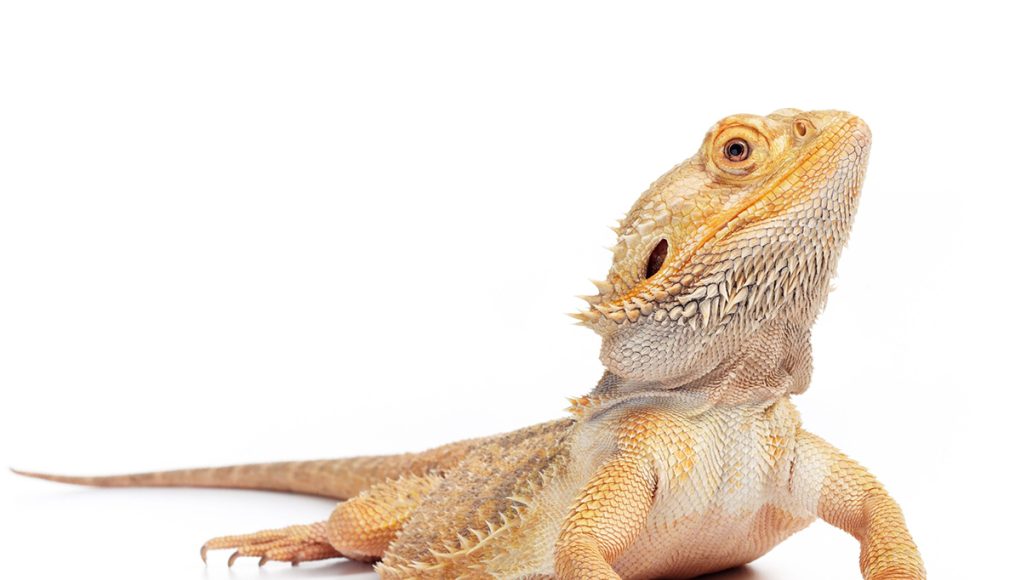 dragon barbu ou pogona