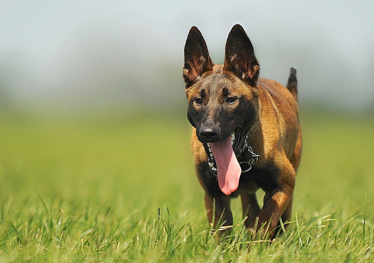 Berger Belge Malinois est dans John Wick