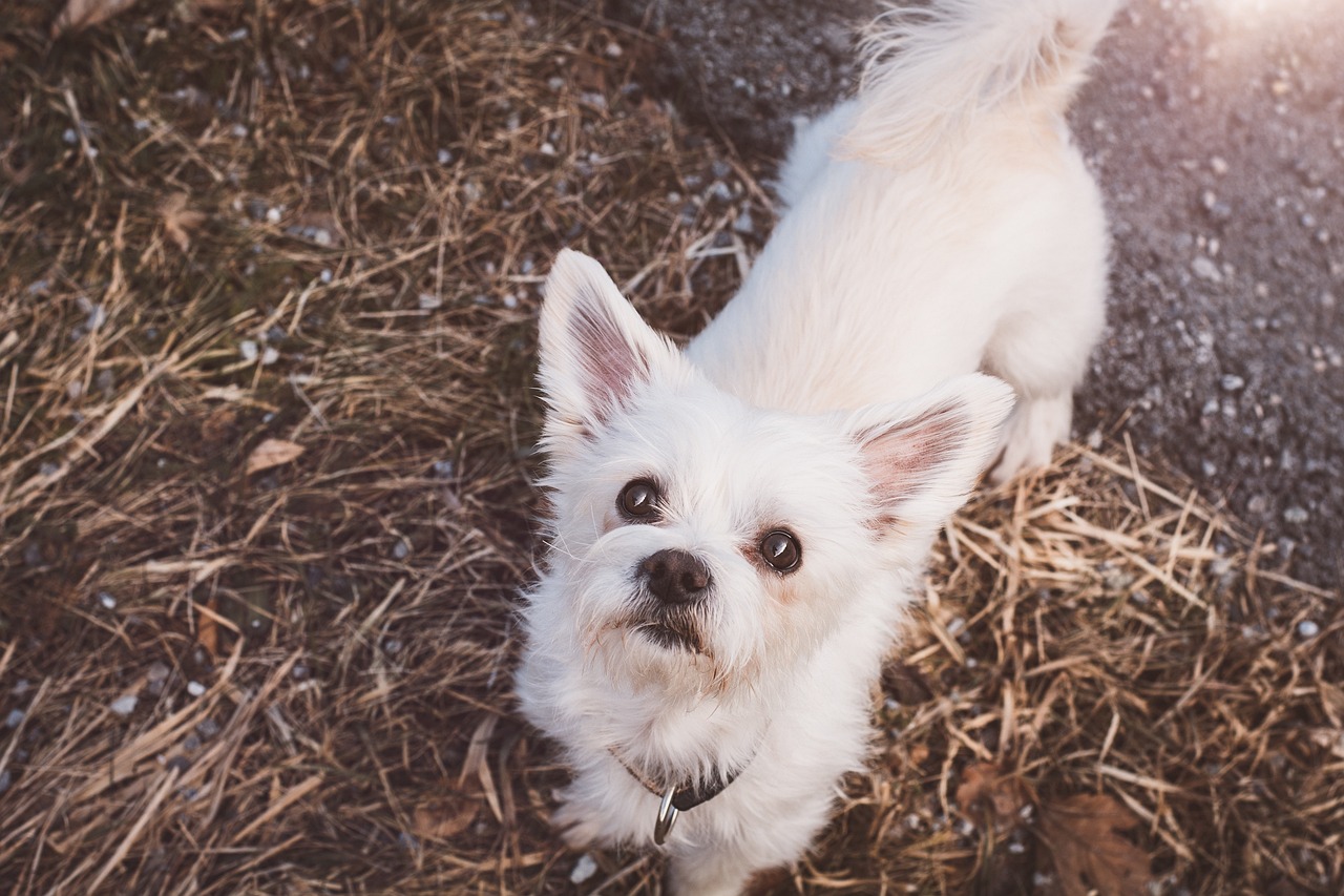 Bichon Maltais