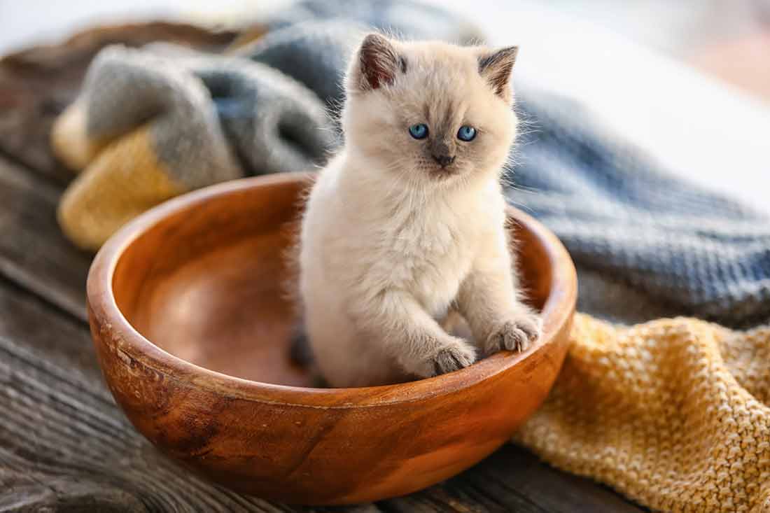 chaton Ragdoll