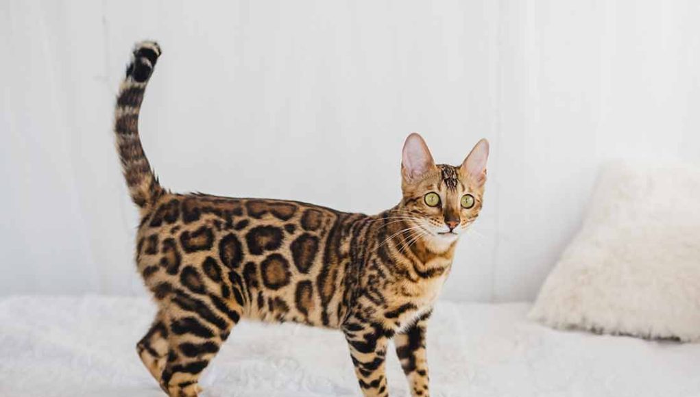 Bengal race de chat