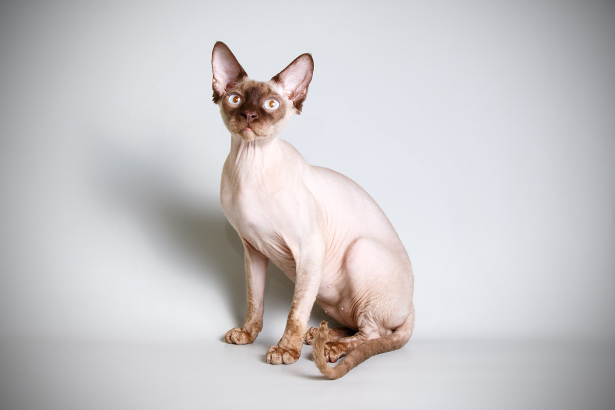 Sphynx race de chat