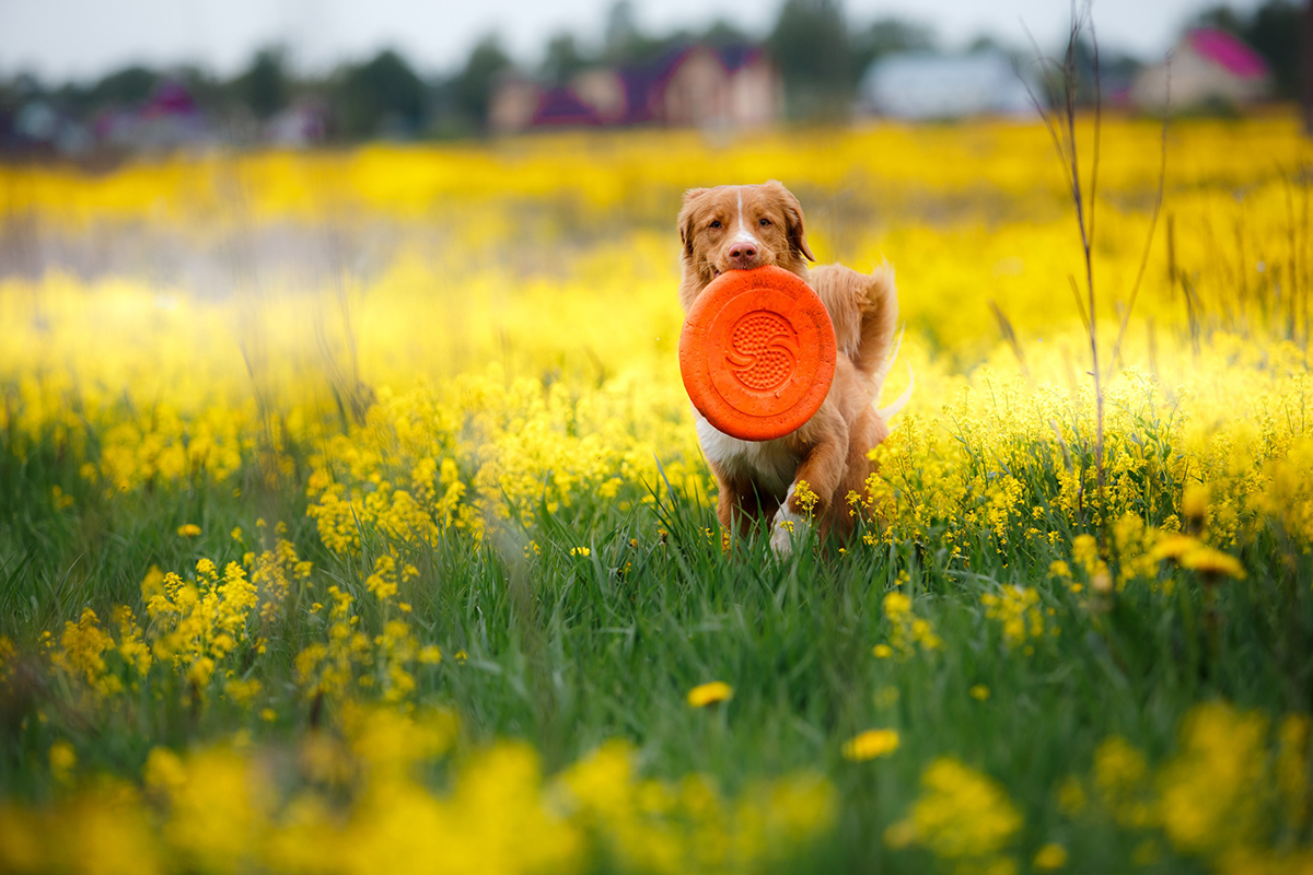 jeux pour chien